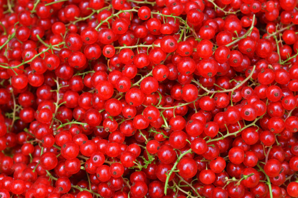 Fruits rouge