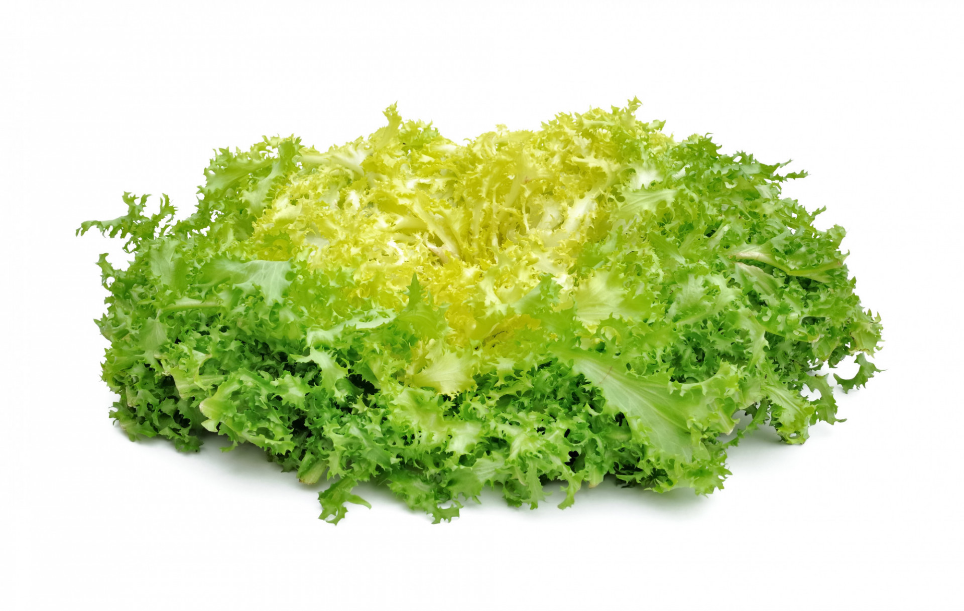 Salade Chicorée / Frisée