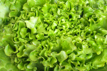 Salade Salanova Multifeuille